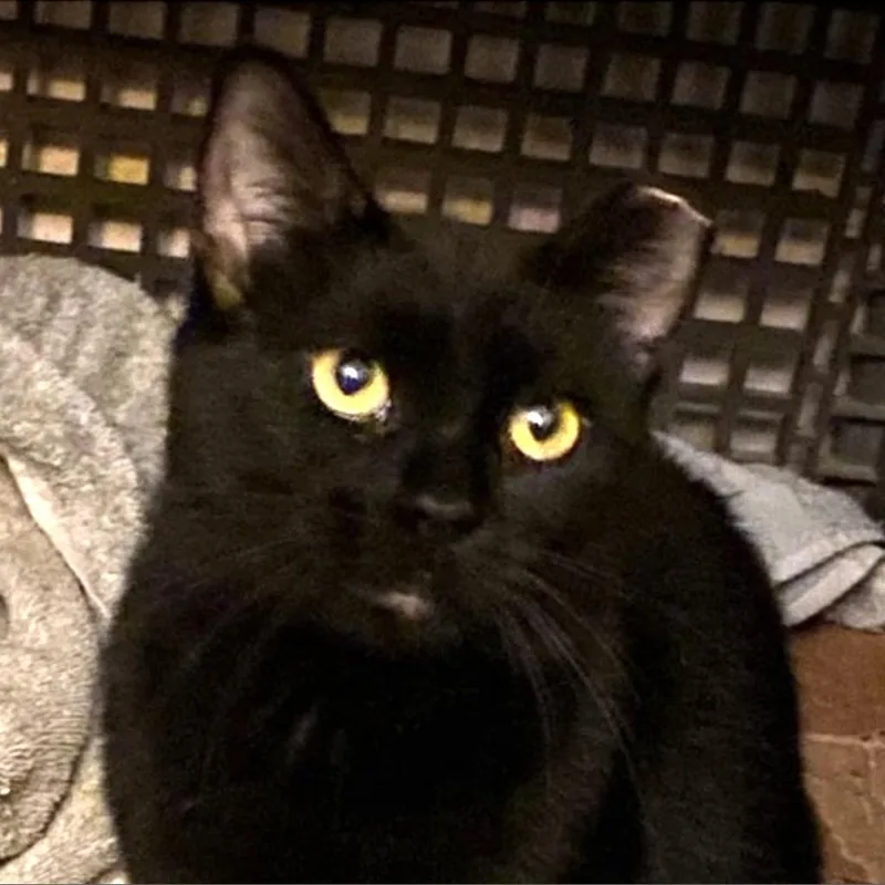 An adult small-sized female Black Domestic Short Hair cat named Ladybug Wallace for adoption in Merrifield, VA