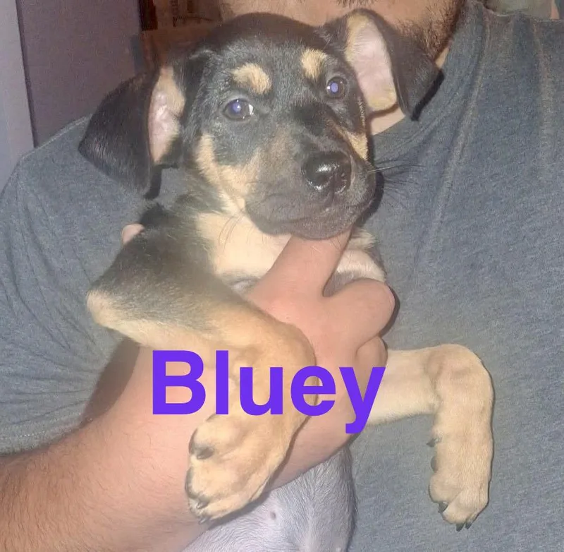 Bluey thumbnail 2