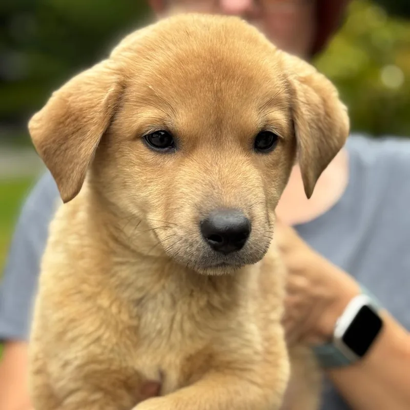 A baby large-sized male Apricot / Beige Shepherd dog named NY Rambo Avail Jul for adoption in Stormville, NY