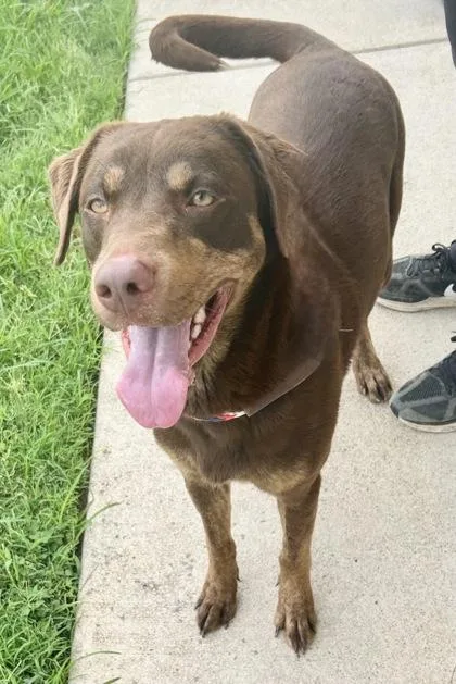 An adult medium-sized female Brown / Chocolate Mixed Breed dog named Chocolate for adoption in Georgetown, TX