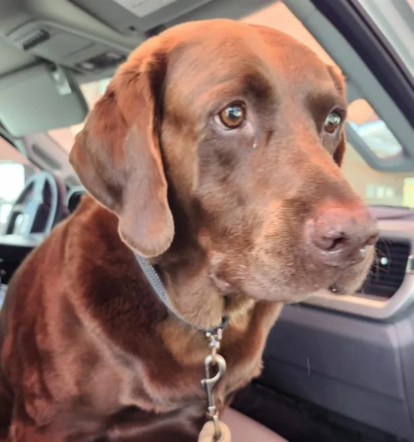 An adult large-sized male Labrador Retriever dog named Chocolate for adoption in San Antonio, TX