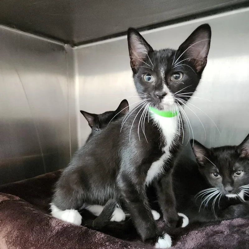 A baby small-sized male Black Domestic Short Hair cat named Cranberry for adoption in Fort Wayne, IN