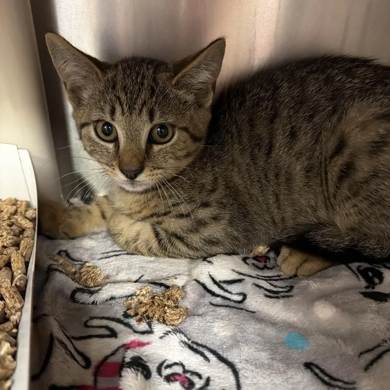 A baby small-sized female Domestic Short Hair cat named "Burger" for adoption in Perkiomenville, PA