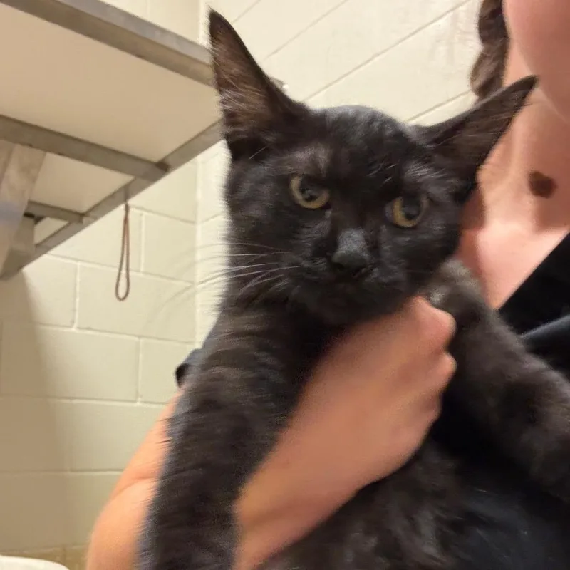 A young small-sized female Black Domestic Short Hair cat named Tanami for adoption in Bristol, IN
