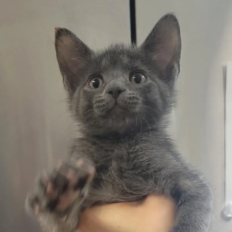 A baby medium-sized male Domestic Short Hair cat named Wishbone for adoption in Plover, WI