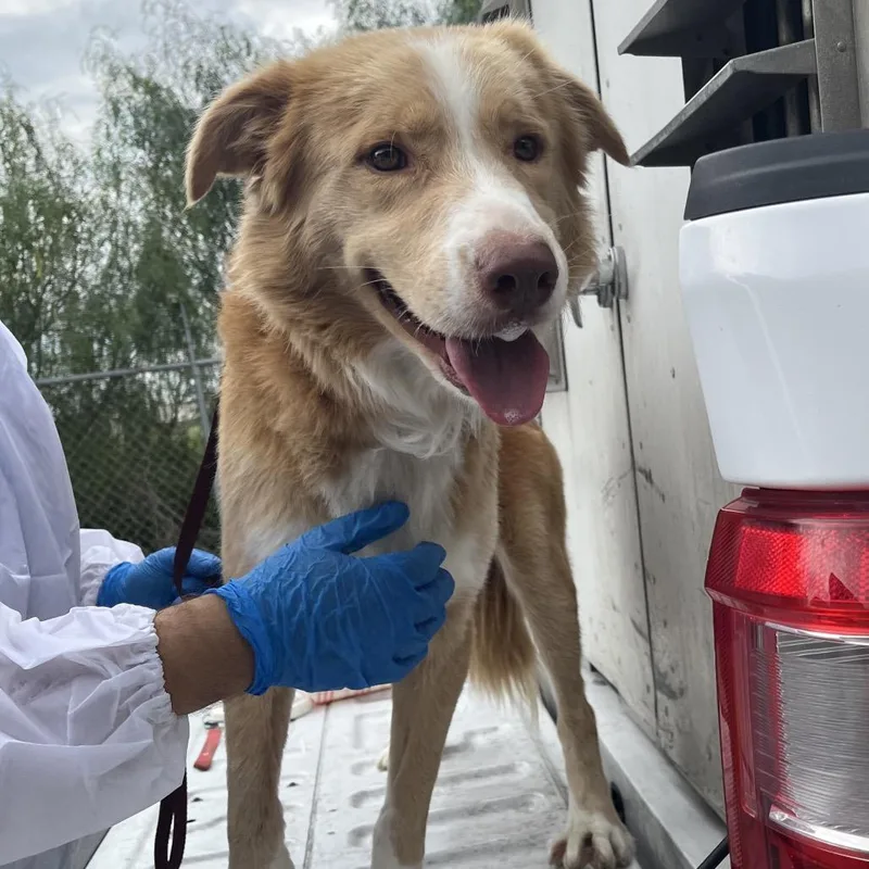 An adult medium-sized male Golden Border Collie dog named Chip for adoption in Edinburg, TX
