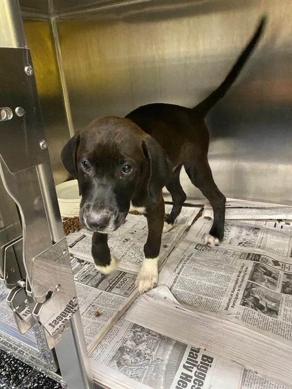 A young medium-sized male Black Mixed Breed dog named Jr. for adoption in Jackson, TN