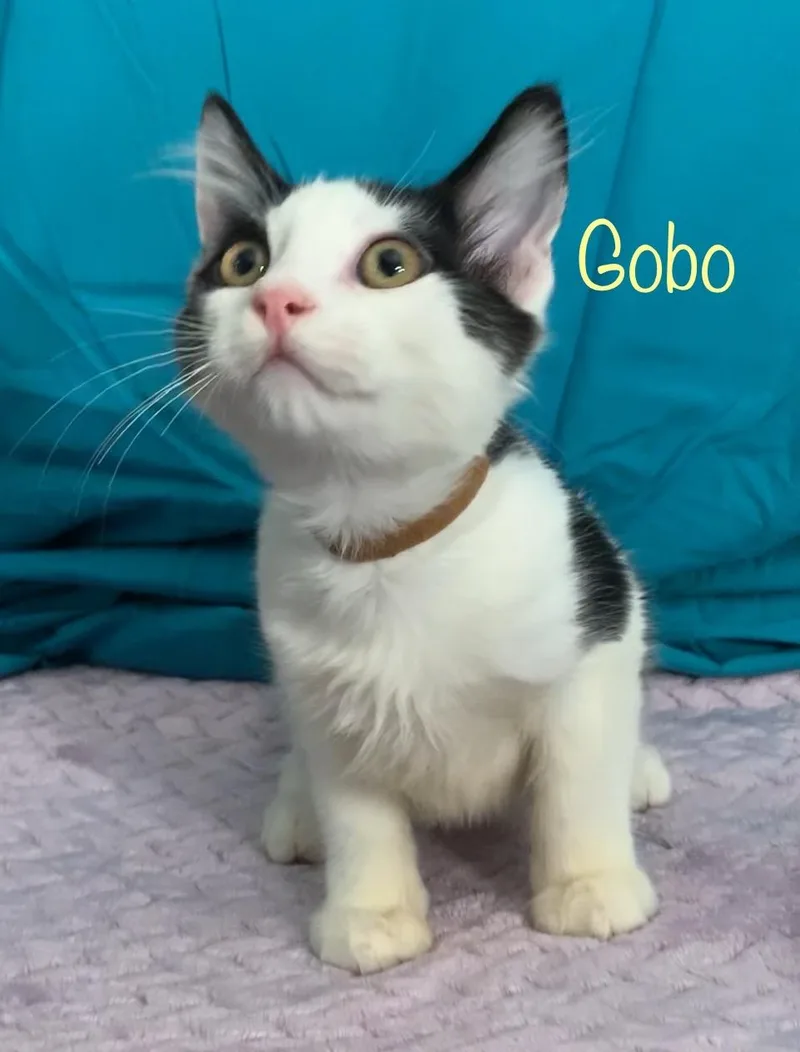 Gobo