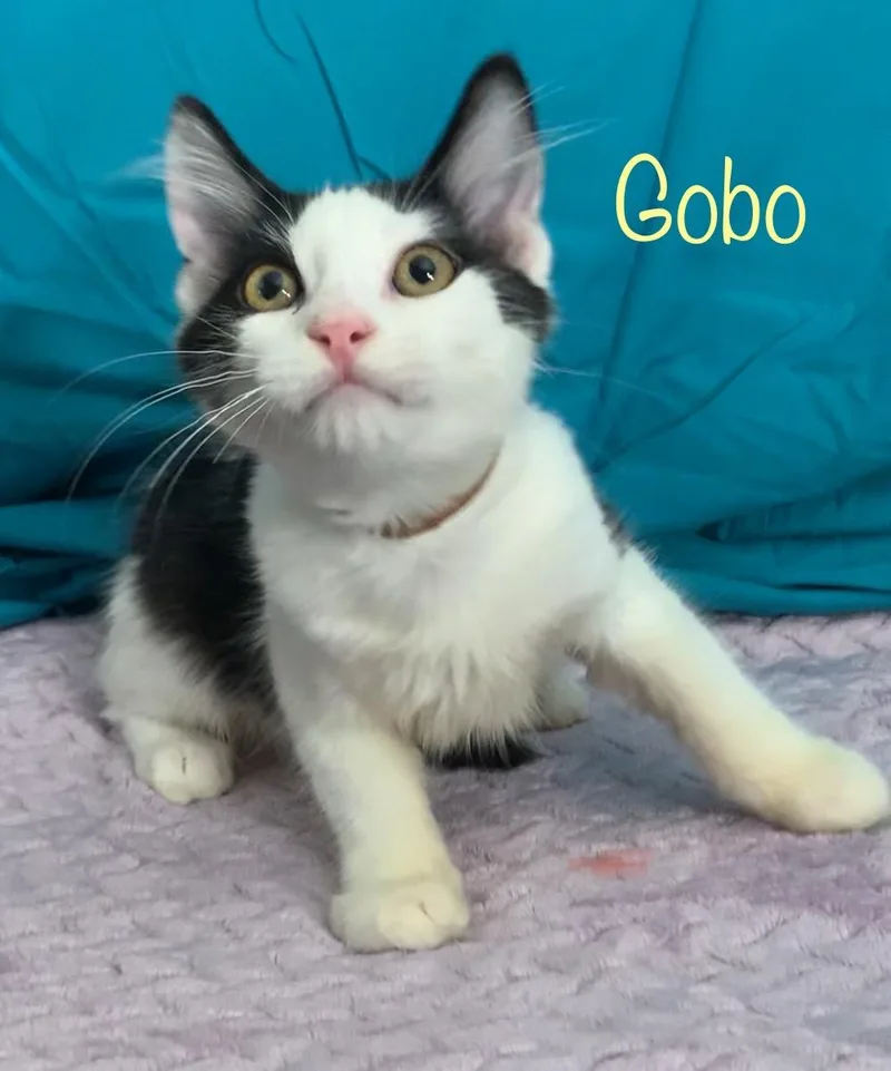 Gobo thumbnail 2