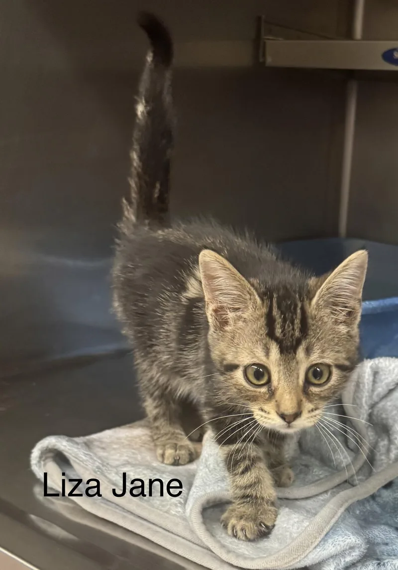 A baby medium-sized female Tabby (Gray / Blue / Silver) Domestic Short Hair cat named Liza Jane for adoption in Ulster, PA