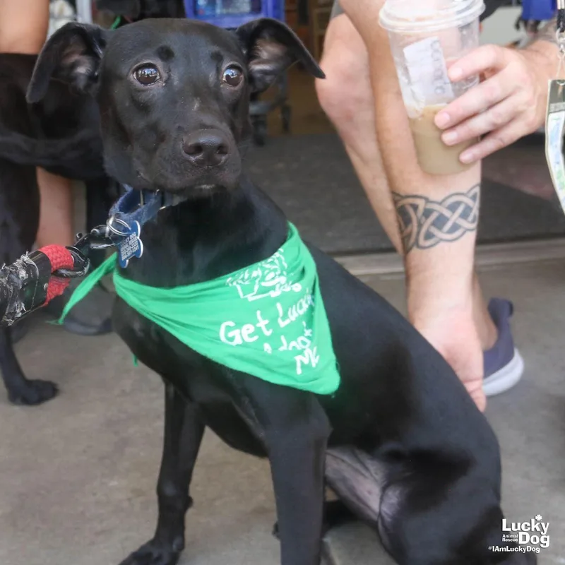 A young medium-sized female Labrador Retriever dog named Remi for adoption in Washington, DC