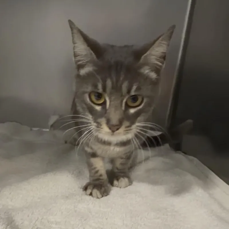 An adult medium-sized female Gray / Blue / Silver Domestic Short Hair cat named Nalani for adoption in Allentown, PA