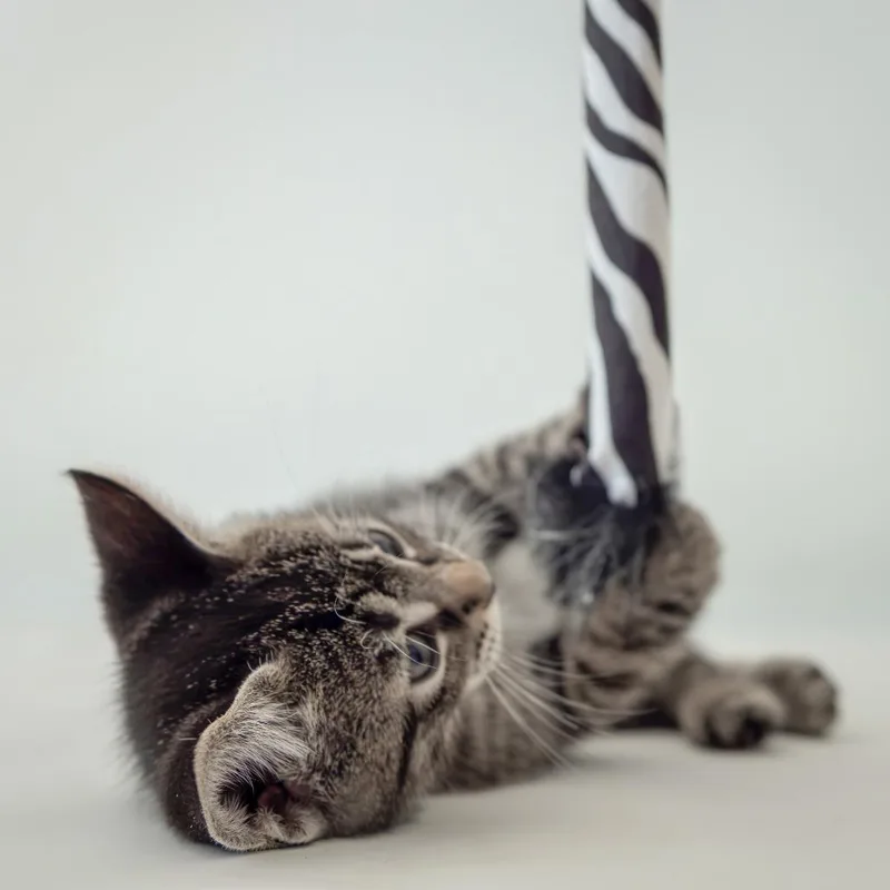 A baby small-sized male Black Domestic Short Hair cat named Elvis for adoption in Glenfield, NY