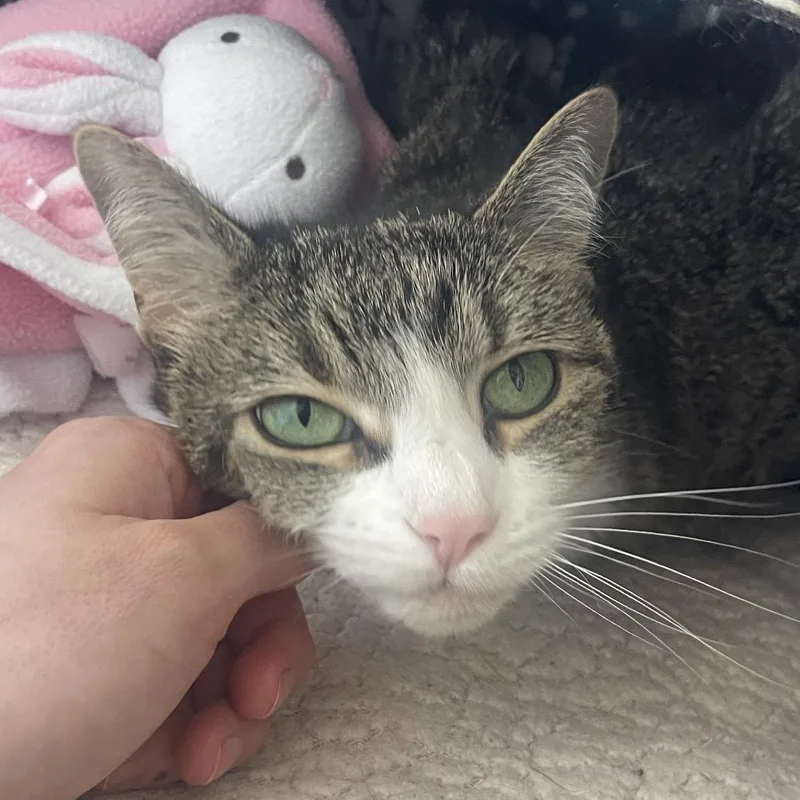 An adult medium-sized female Brown / Chocolate Domestic Short Hair cat named Lulu for adoption in Chicago, IL