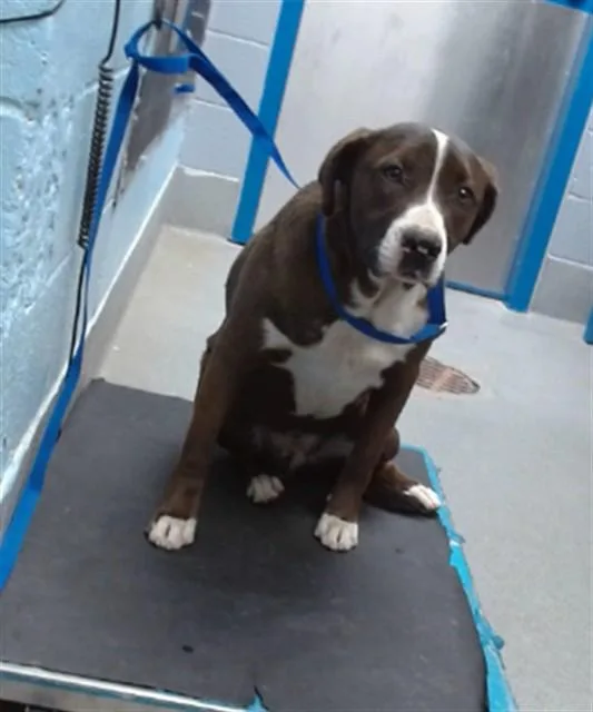 A young medium-sized male Labrador Retriever dog named Cody for adoption in Albuquerque, NM