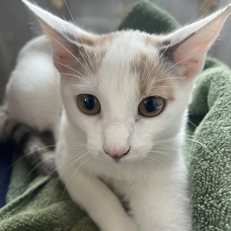 A baby small-sized female Calico Domestic Short Hair cat named Squeaky for adoption in Marion, IL