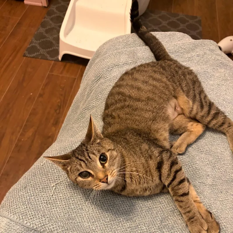A young medium-sized female Brown / Chocolate Domestic Short Hair cat named Desiree for adoption in Fairfax Station, VA
