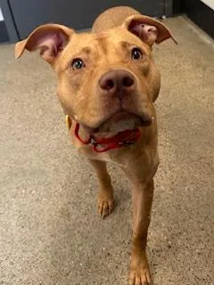 A young medium-sized female Yellow / Tan / Blond / Fawn Pit Bull Terrier dog named Patty Mayonnaise for adoption in Cleveland, OH