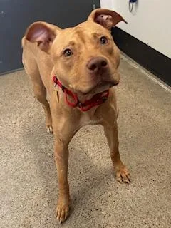 Patty Mayonnaise thumbnail 2