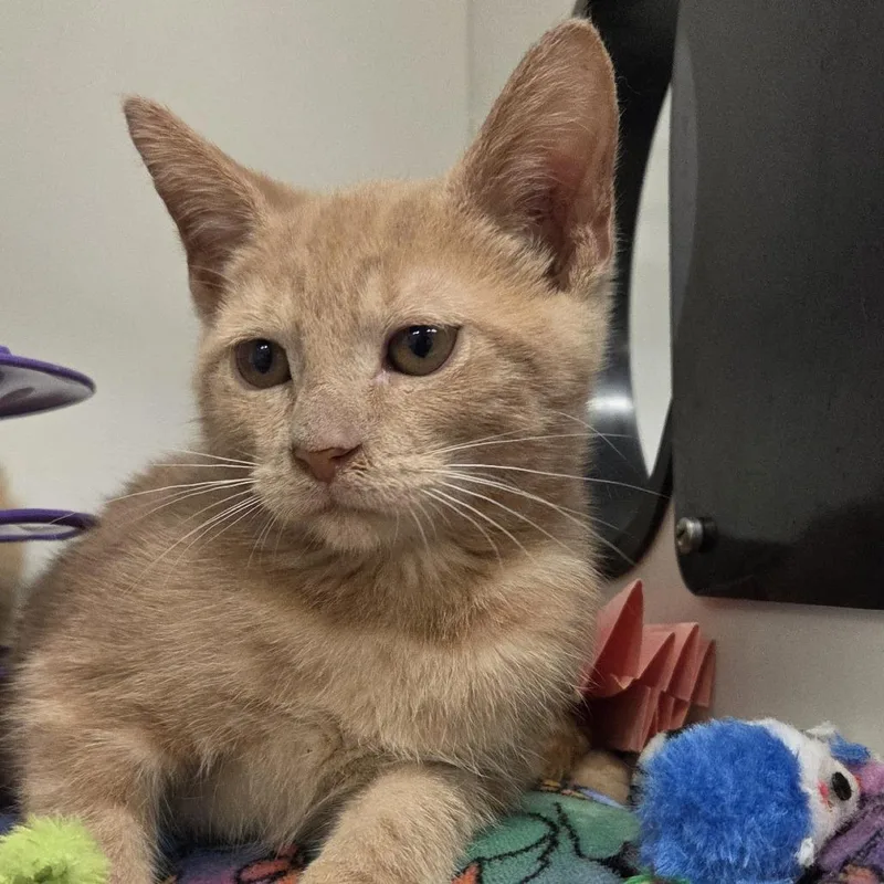 A baby small-sized female Buff / Tan / Fawn Domestic Short Hair cat named Pasta for adoption in Voorhees, NJ