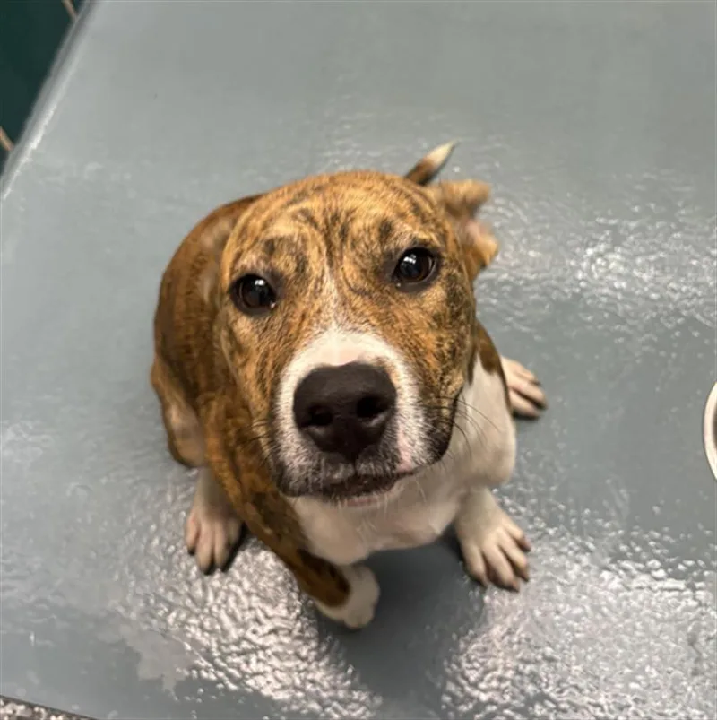 A young small-sized female American Staffordshire Terrier dog named Princess Daisy for adoption in Houston, TX