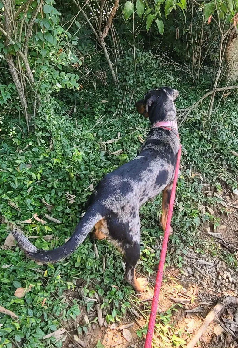 A young large-sized female Hound dog named Sadie for adoption in Harrodsburg, KY