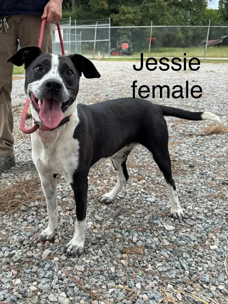 A young medium-sized female White / Cream Cattle Dog dog named Jessie pounds One for adoption in Charlottesville, VA
