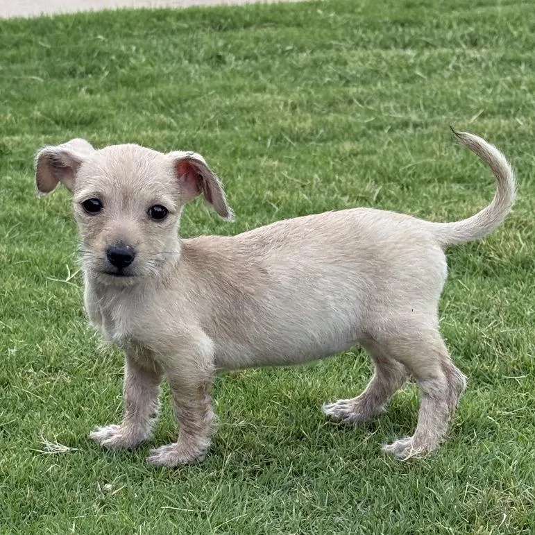 A baby small-sized female White / Cream Dachshund dog named Pixie for adoption in Midland, TX
