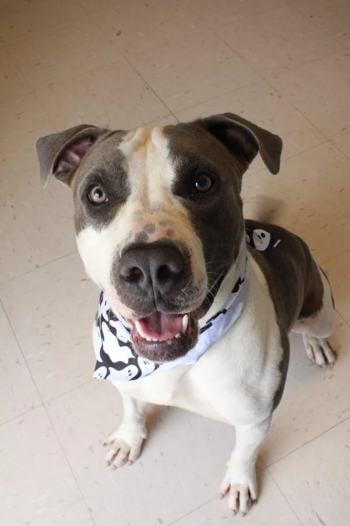 A young medium-sized male Pit Bull Terrier dog named Clifford for adoption in Morgantown, KY