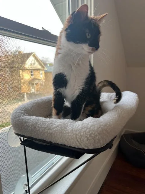 A senior medium-sized female Domestic Short Hair cat named Aislynn for adoption in Cincinnati, OH