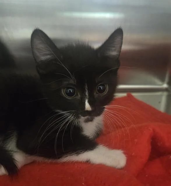 A baby small-sized female Domestic Short Hair cat named Jackie for adoption in Auburn, CA
