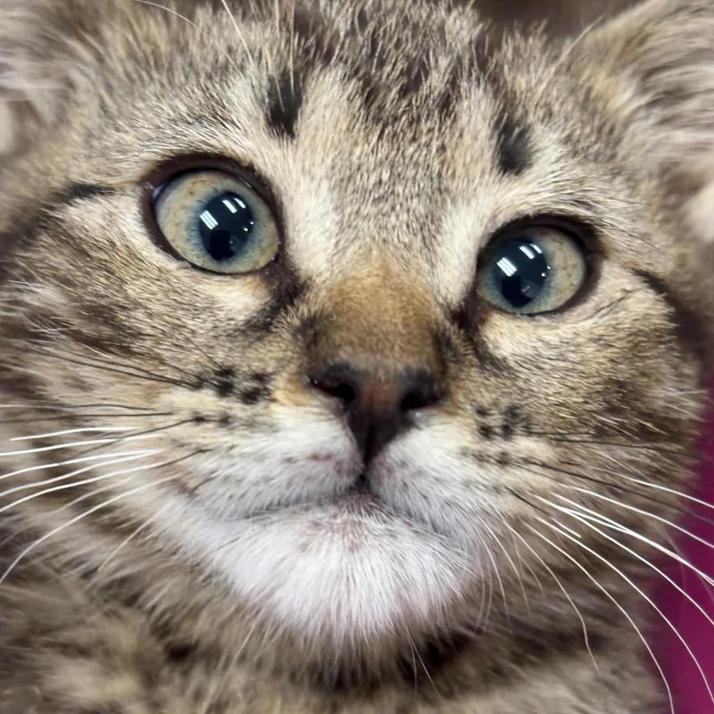A baby small-sized male Brown / Chocolate Domestic Short Hair cat named Mud for adoption in Commerce City, CO