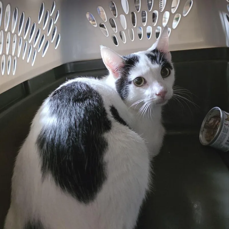 An adult medium-sized male Black Domestic Short Hair cat named Wegmans for adoption in Fairport, NY