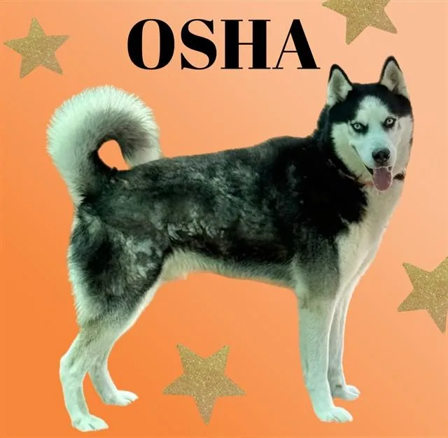 An adult large-sized male Siberian Husky dog named Osha for adoption in Sarasota, FL