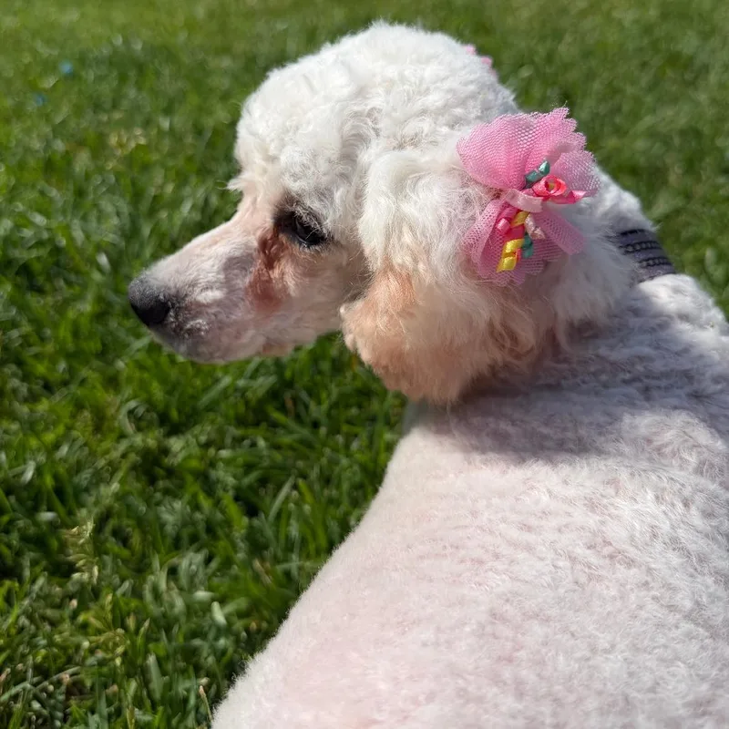 An adult small-sized female Bichon Frise dog named Flufferkins for adoption in Cincinnati, OH