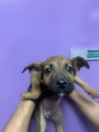 A baby small-sized male Brown / Chocolate Shepherd dog named 61385076 for adoption in El Paso, TX