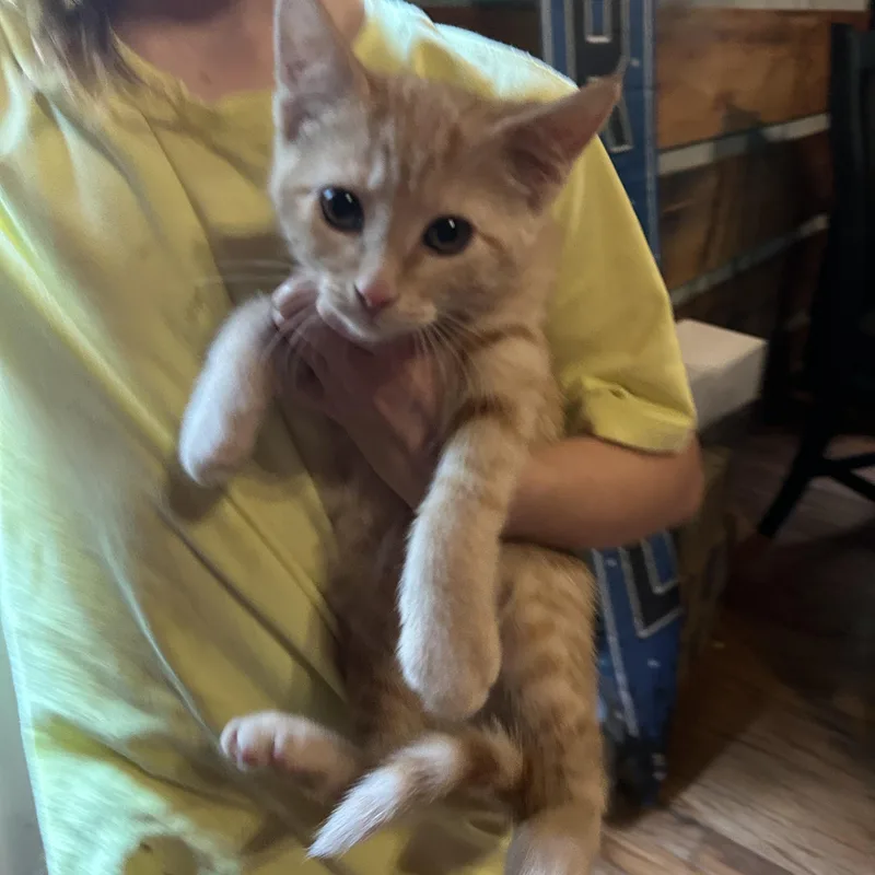 A baby medium-sized female Orange & White Tabby cat named Marie for adoption in Kannapolis, NC