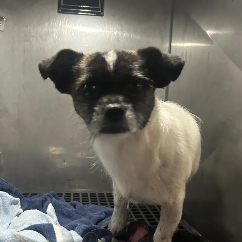 An adult small-sized male Gray / Blue / Silver Mixed Breed dog named Og Russel for adoption in Philadelphia, PA