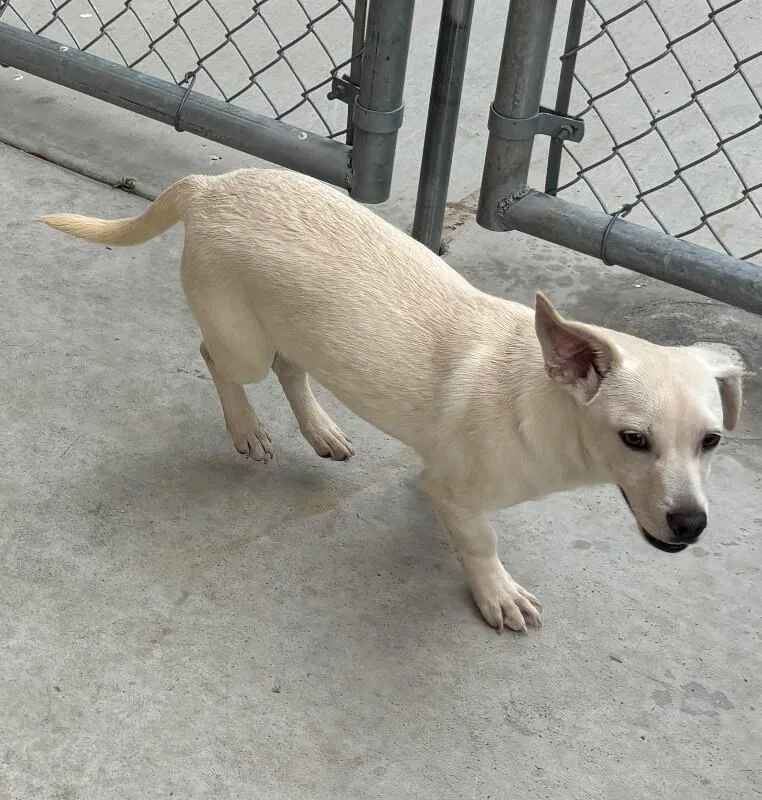 A baby medium-sized male White / Cream Chihuahua dog named Murphy for adoption in Van Nuys, CA