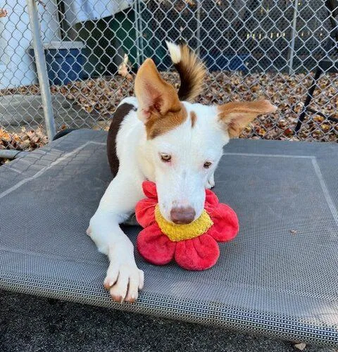 A young small-sized female Yellow / Tan / Blond / Fawn Shepherd dog named Rosie GCH for adoption in Rockaway, NJ