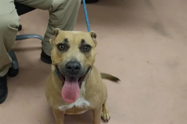 A young medium-sized female Mixed Breed dog named Rosa for adoption in Columbia, SC
