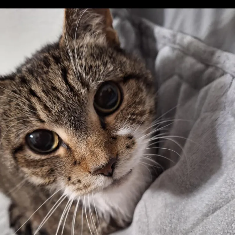 An adult medium-sized male American Shorthair cat named Sox for adoption in mount vernon, AR