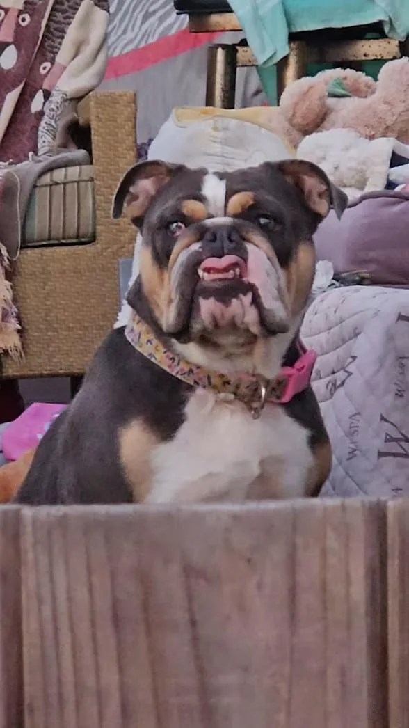 A young medium-sized female Gray / Blue / Silver English Bulldog dog named BeauShea Loves Baseballs for adoption in Huntington Beach, CA