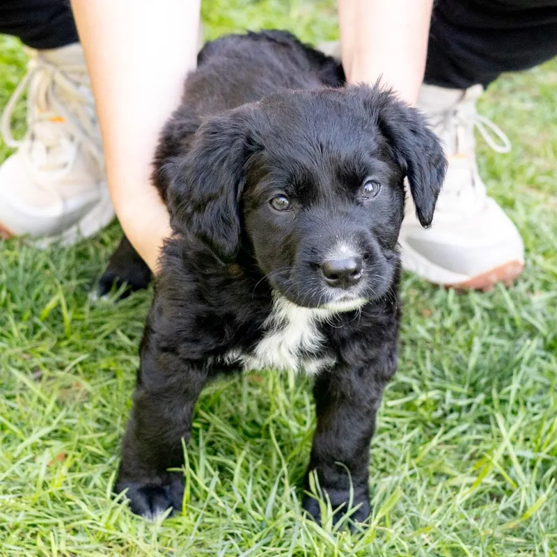 A baby medium-sized female Black Curly-Coated Retriever dog named Mistyavail for adoption in West Grove, PA