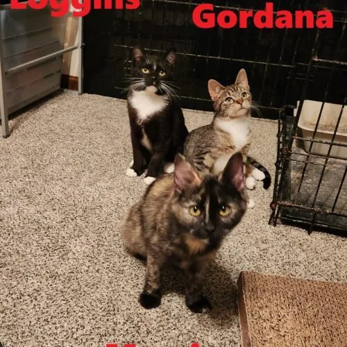 A young small-sized female Tabby (Brown / Chocolate) Domestic Short Hair cat named Gordona for adoption in Tipp City, OH