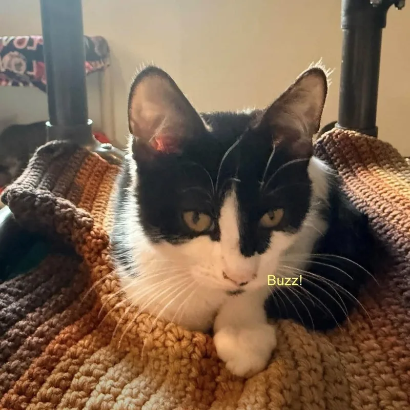 A baby medium-sized male Black & White / Tuxedo Domestic Medium Hair cat named Buzz II for adoption in Palatine, IL