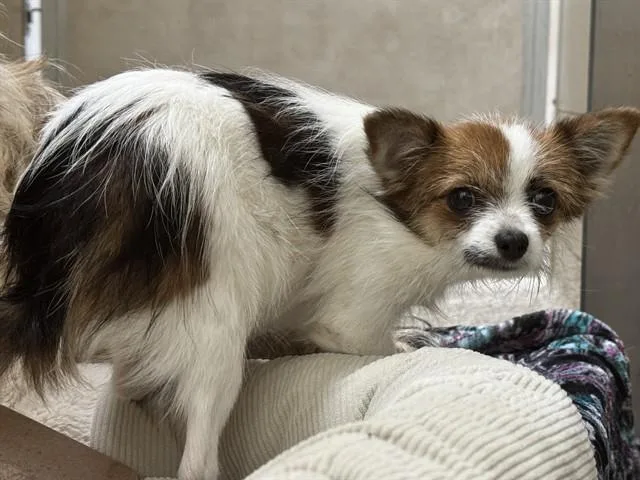 Bernie