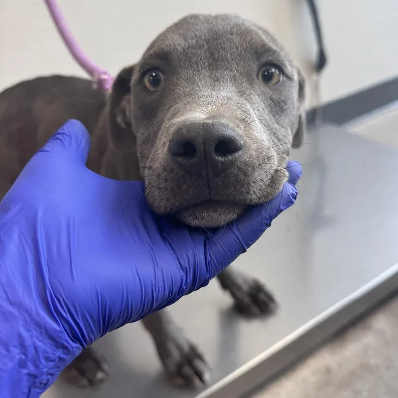A baby medium-sized female Gray / Blue / Silver Mixed Breed dog named 112062 for adoption in Las Cruces, NM
