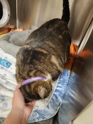 An adult small-sized female Domestic Short Hair cat named Sprinkles for adoption in Shawano, WI