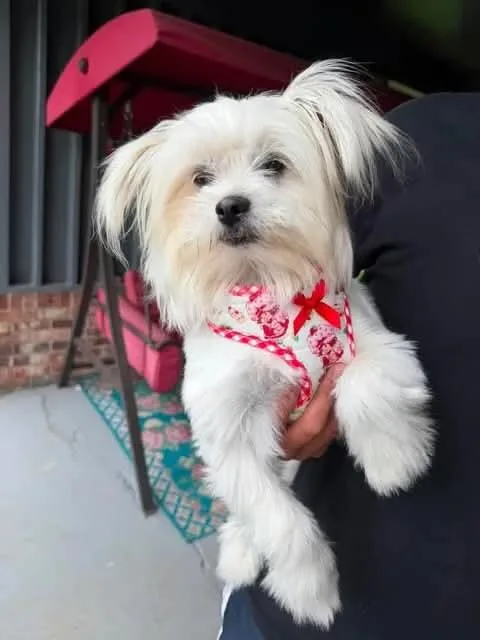 A baby small-sized female White / Cream Shih Tzu dog named Casey for adoption in Rogersville, TN